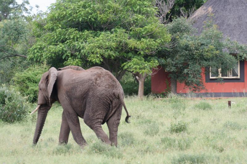 Südafrika, Balule Private Nature Reserve, Mohlabetsi Safari Lodge