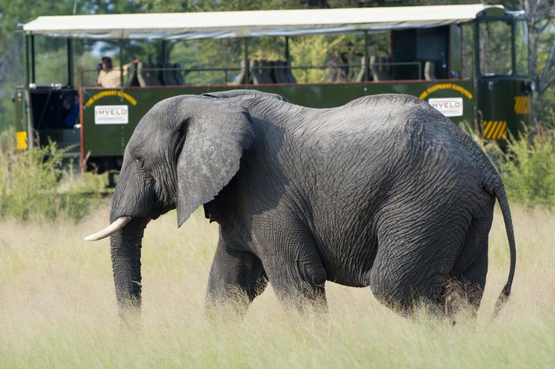 Simbabwe, Hwange Nationalpark, Elephant Express