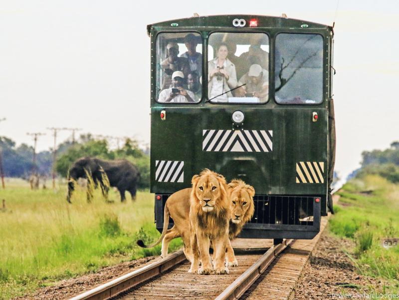 Simbabwe, Hwange Nationalpark, Elephant Express