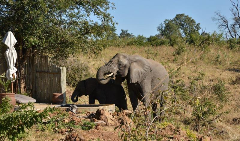 Botswana - Chobe, Ngoma Safari Lodge, Elefant bei privatem Pool