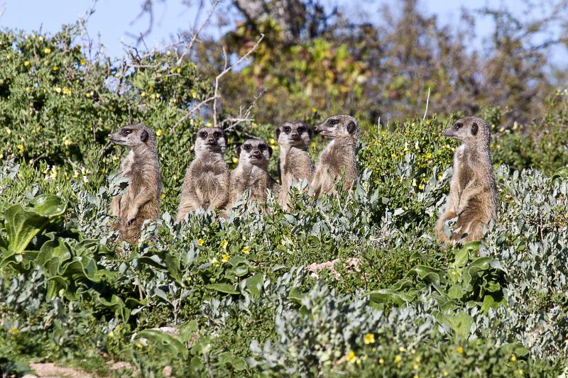 Südafrika, Oudtshoorn, Buffelsdrift Game Lodge