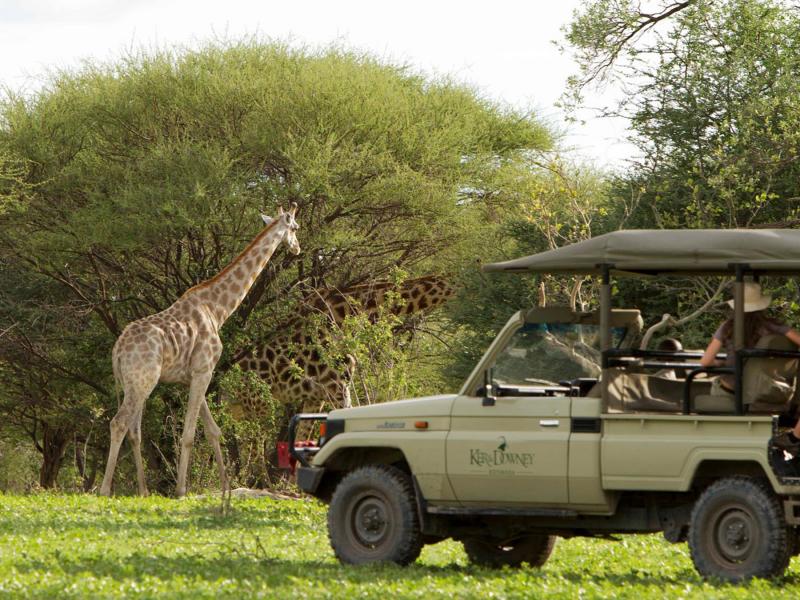 Botswana, Camp Okuti, Moremi Game Reserve, Game Drive, Tierwelt, Giraffe