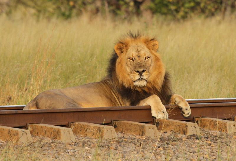 Simbabwe, Hwange Nationalpark, Elephant Express