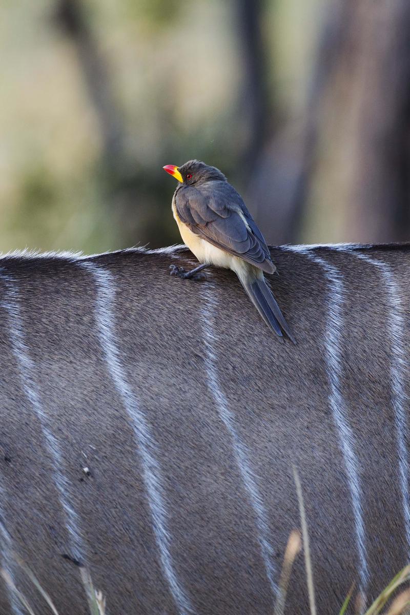 Botswana, Moremi Game Reserve, Camp Moremi, Safari, Gamedrive, Wildbeobachtung