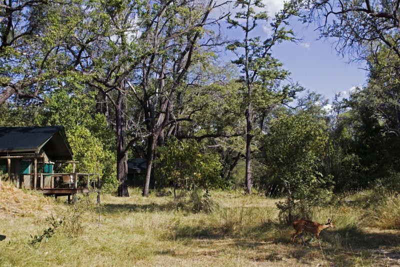 Botswana, Moremi Game Reserve, Camp Moremi, Hauszelt