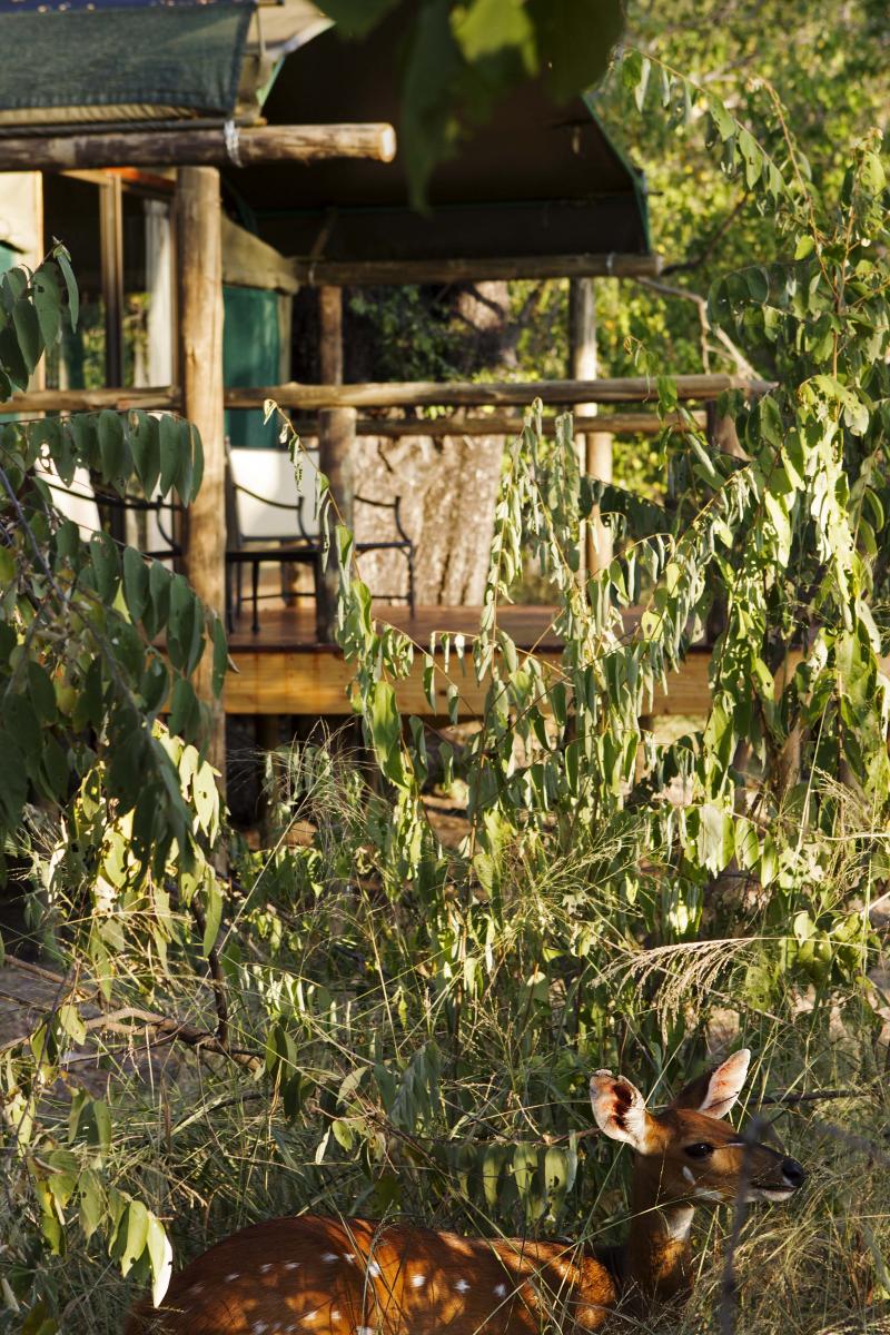 Botswana, Moremi Game Reserve, Camp Moremi, Hauszelt