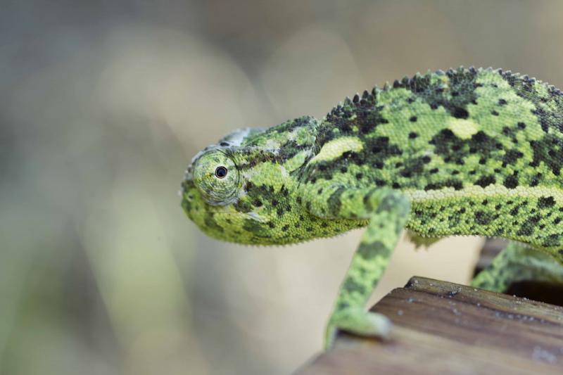 Botswana, Okavango Delta, Camp Okavango, Chamäleon, Impressionen