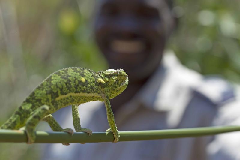 Botswana, Okavango Delta, Camp Okavango, Chamäleon, Impressionen