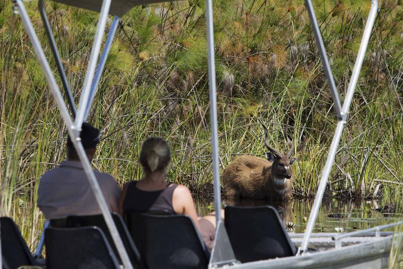 Botswana, Okavango Delta, Camp Okavango, Safari, Gamedrive, Wildbeobachtung