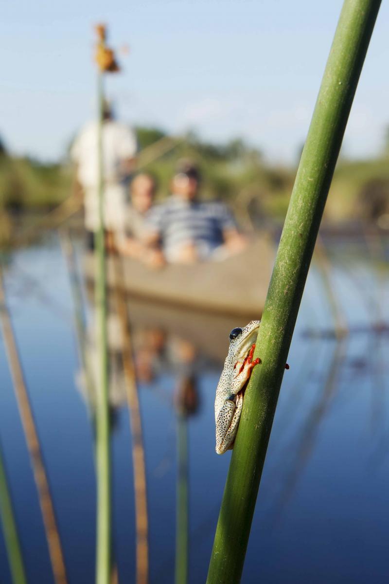 Botswana, Okavango Delta, Camp Okavango, Aktivitäten, Mokoro Fahrt, Flußfahrt, Ranger, Safari, Gamedrive, Wildbeobachtung