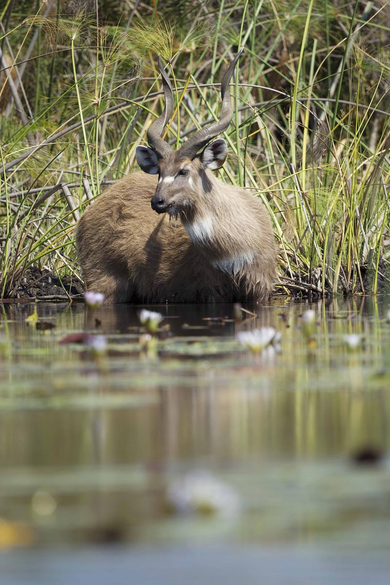 Botswana, Okavango Delta, Camp Okavango, Safari, Gamedrive, Wildbeobachtung