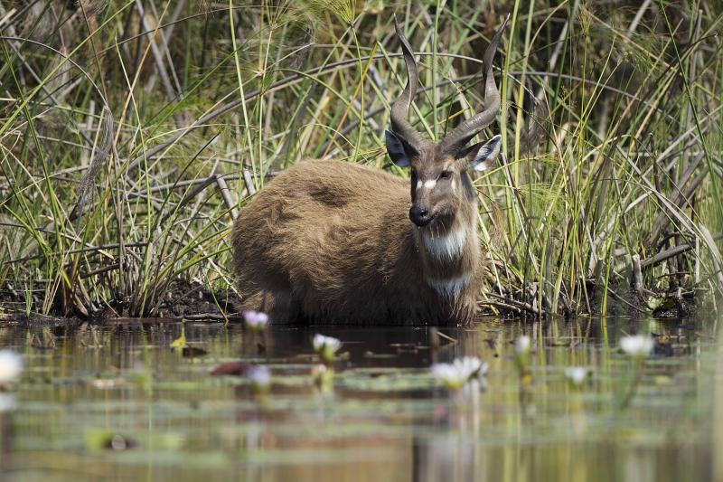 Botswana, Okavango Delta, Camp Okavango, Safari, Gamedrive, Wildbeobachtung