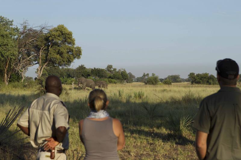 Botswana, Okavango Delta, Camp Okavango, Safari, Gamedrive, Bushwalk, Ranger, Elefanten