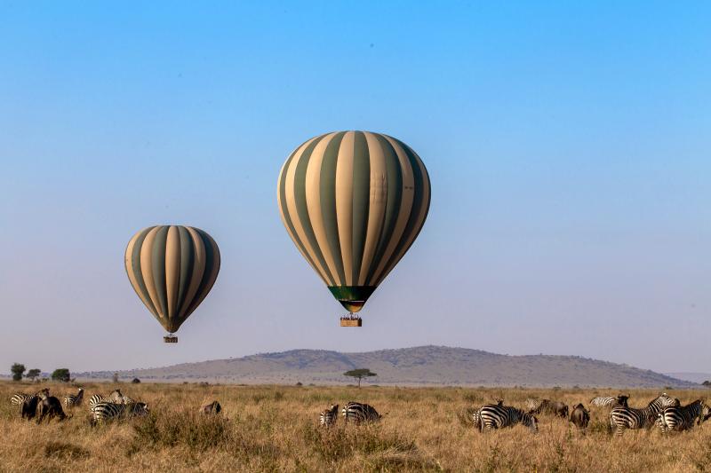 Serengeti Balloon Safaris, Zebras beobachten