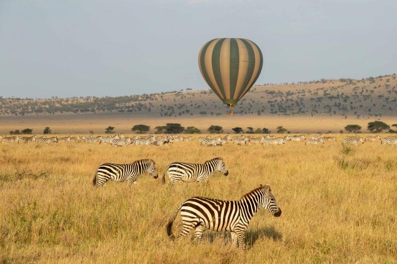 Serengeti Balloon Safaris, Zebras beobachten