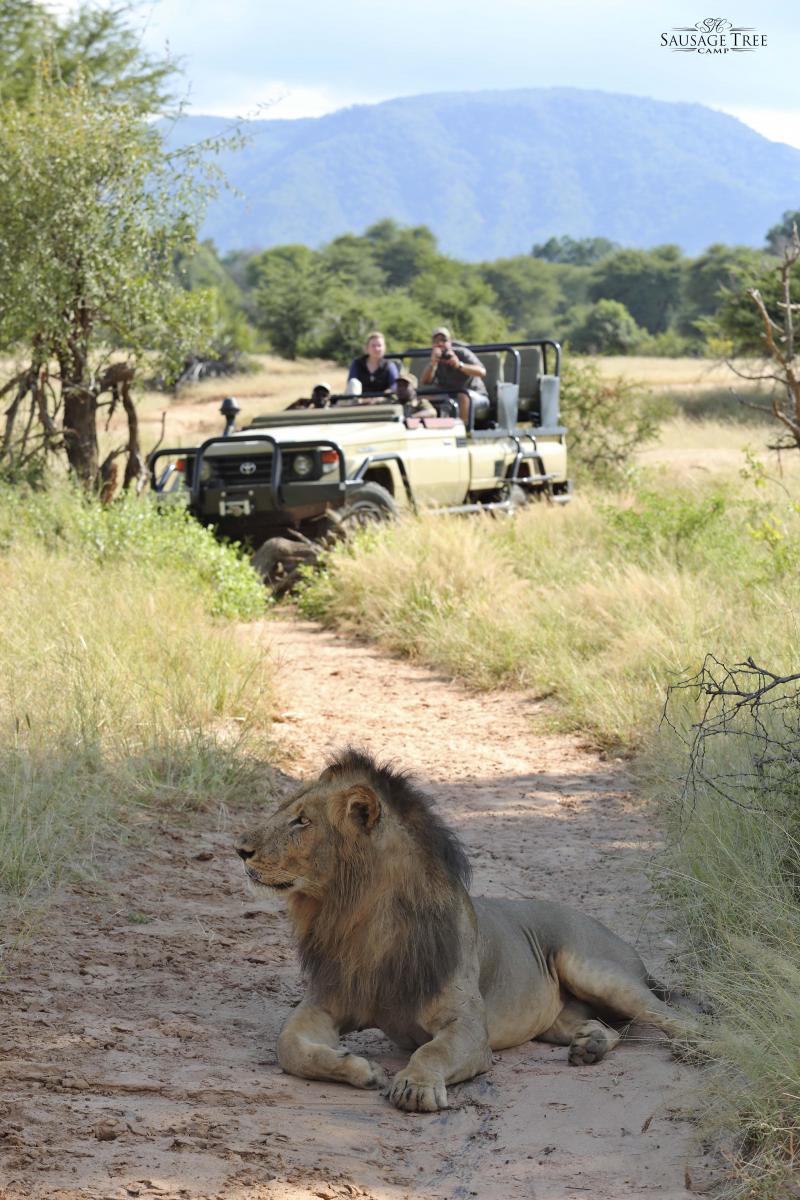Sambia, Lower Zambezi Nationalpark, Sausage Tree Camp, Game Drive