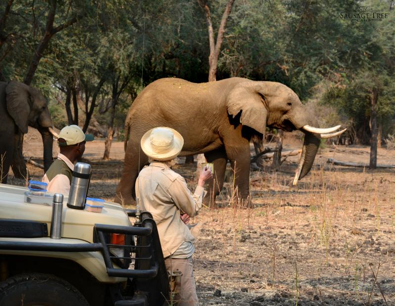 Sambia, Lower Zambezi Nationalpark, Sausage Tree Camp, Game Drive