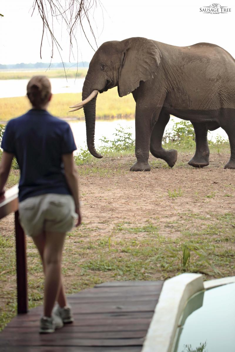 Sambia, Lower Zambezi Nationalpark, Sausage Tree Camp, Wildlife