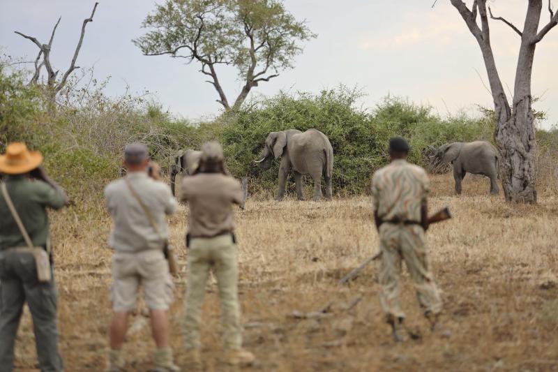 Sambia, Luangwa Nationalpark, Lions Camp, Walking Safari