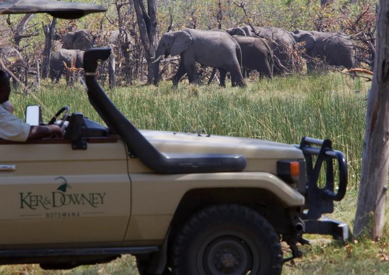 Botswana, Moremi Game Reserve, Okuti