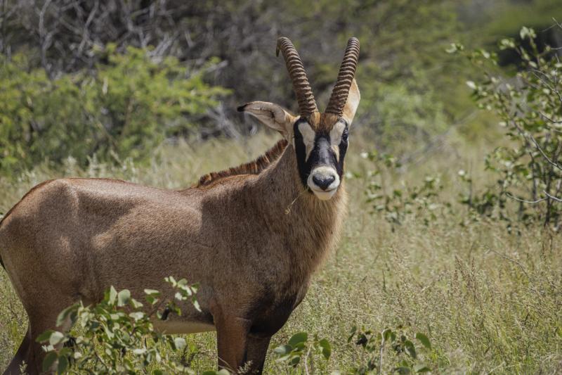 Namibia, Khorixas, Ohorongo Game Reserve, Wildlife, Antilope