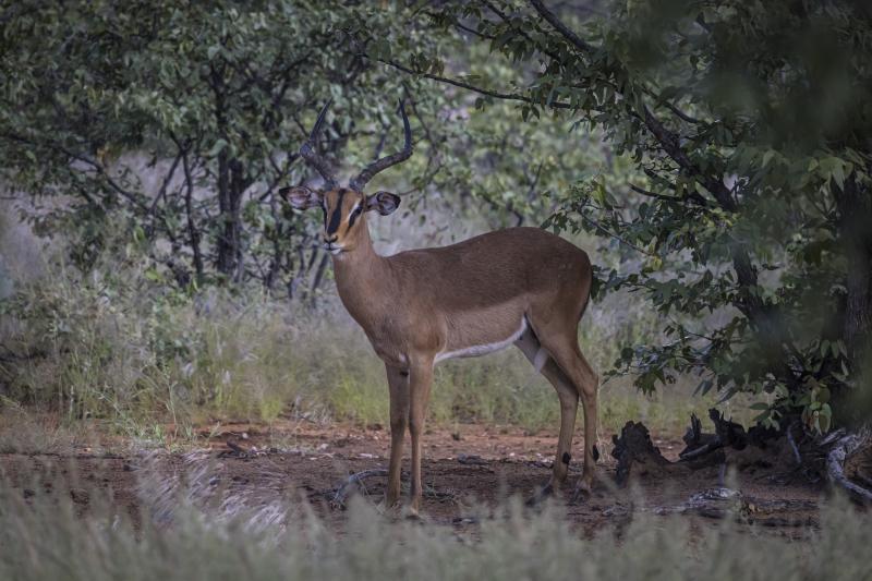 Namibia, Khorixas, Ohorongo Game Reserve, Wildlife, Impala