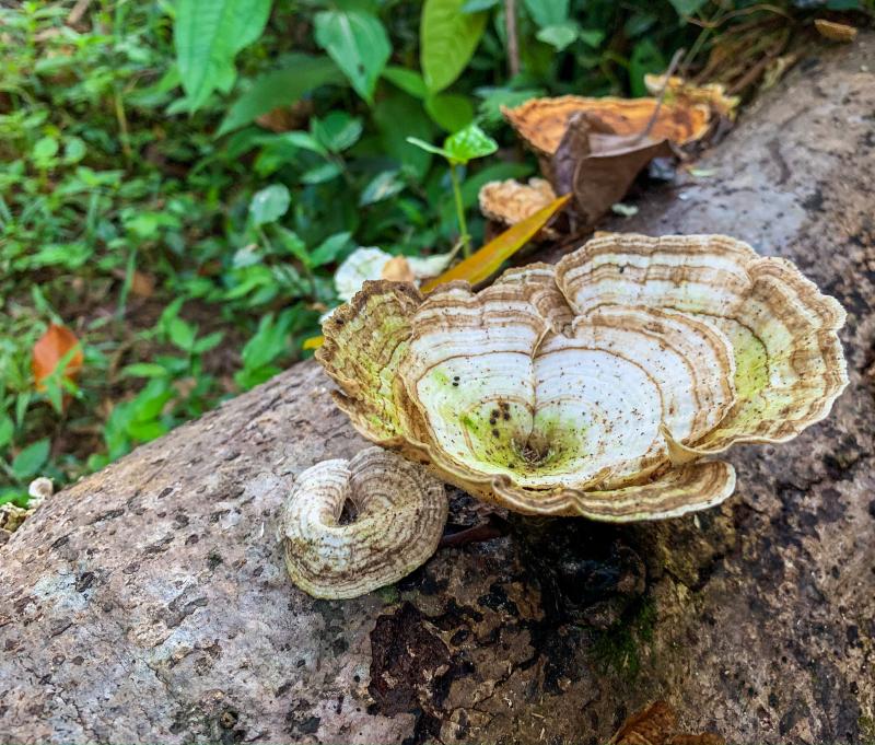 Costa Rica, Las Caletas Lodge, Impressionen