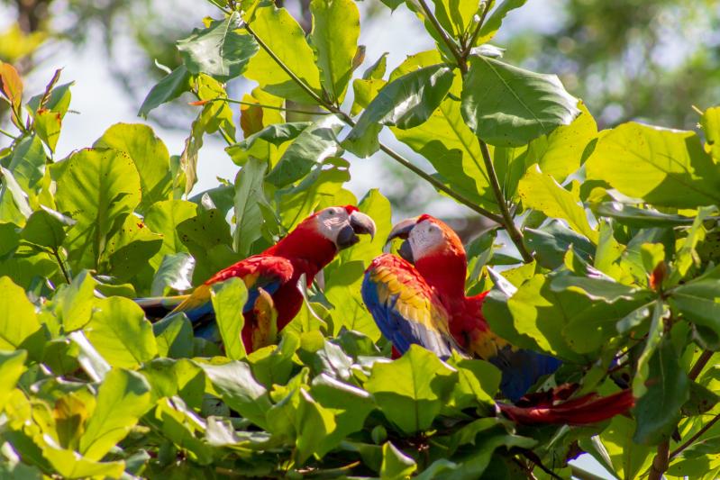 Costa Rica, Las Caletas Lodge, Impressionen, Papagei
