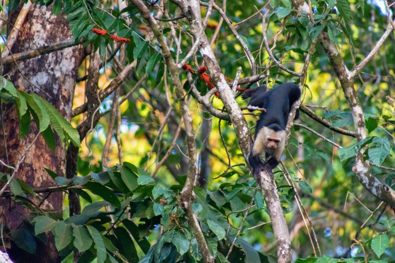 Costa Rica, Las Caletas Lodge, Impressionen, Kapuzineraffen