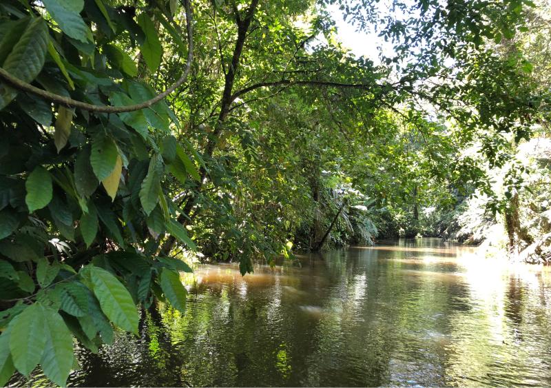 Costa Rica, Mangrovenwald