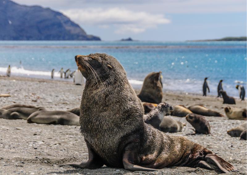 Südgeorgien & die Sandwich Inseln