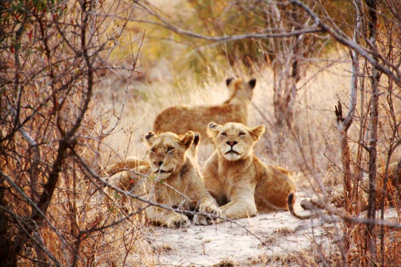 Südafrika, Kapama Wildreserve, Game Drive, Löwen