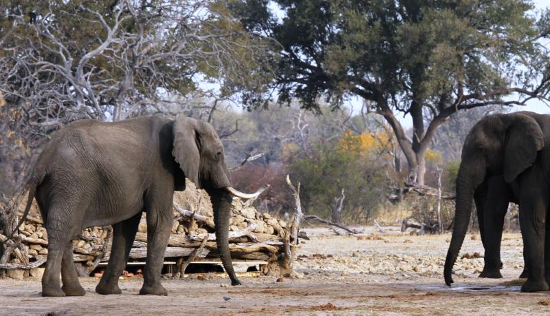 Simbabwe, Hwange NP, Bomani Tented Lodge