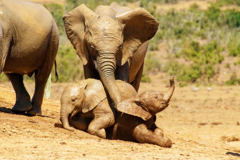 Simbabwe, Hwange Nationalpark, Elefant, Gamedrive